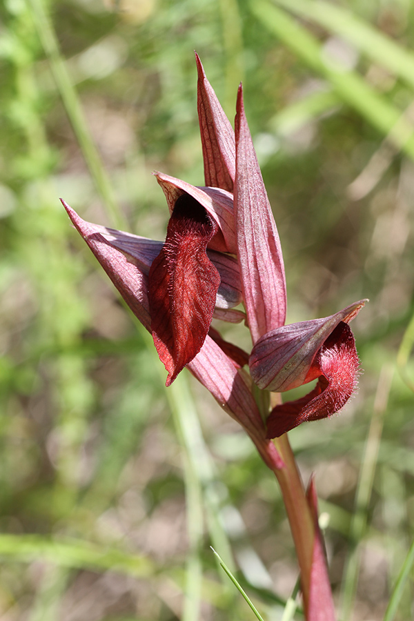 Serapias vomeracea